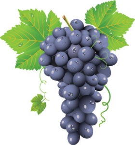 nj-wine-tour-grapes